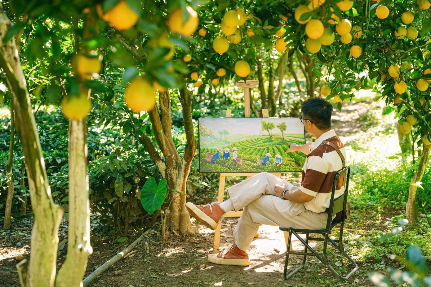 Đến nay, toàn Mộc Châu có hơn 60 ha cam, chủ yếu tập trung tại các phường Vân Sơn, Thảo Nguyên và Mộc Sơn. Phần lớn diện tích được canh tác theo hướng hữu cơ, sử dụng phân vi sinh, đạm thủy phân và các chế phẩm sinh học nhằm đảm bảo sự an toàn cho người sử dụng và thân thiện với môi trường. Mùa cam thường bắt đầu từ giữa tháng 10 và kéo dài đến cuối tháng 1 năm sau, trở thành một điểm nhấn quan trọng trong bản đồ du lịch nông nghiệp Mộc Châu.