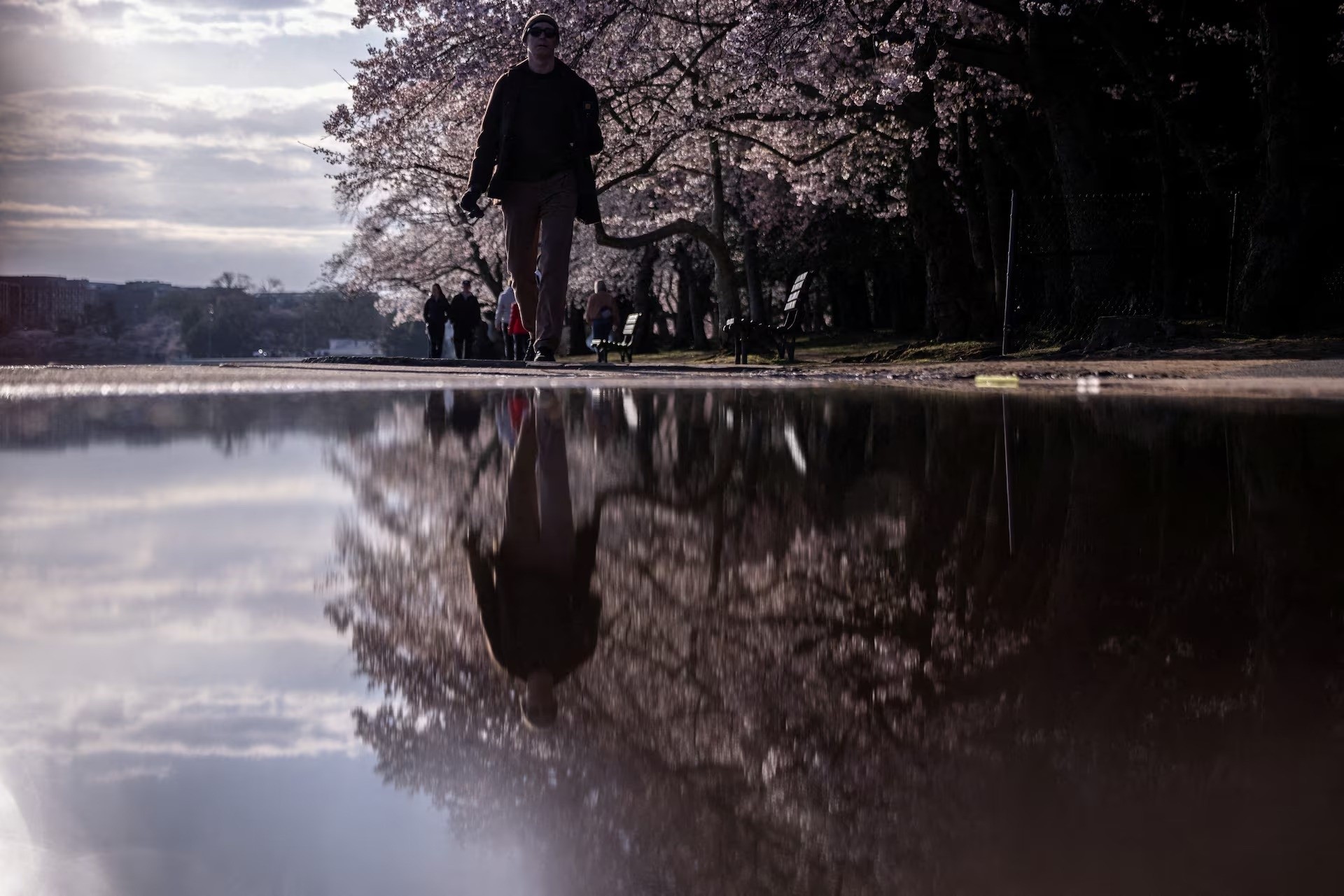 Du khách đi dạo, ngắm hoa anh đào dọc theo đường Tidal Basin ở Washington, ngày 26/3. Ảnh: Carlos Barria/Reuters.