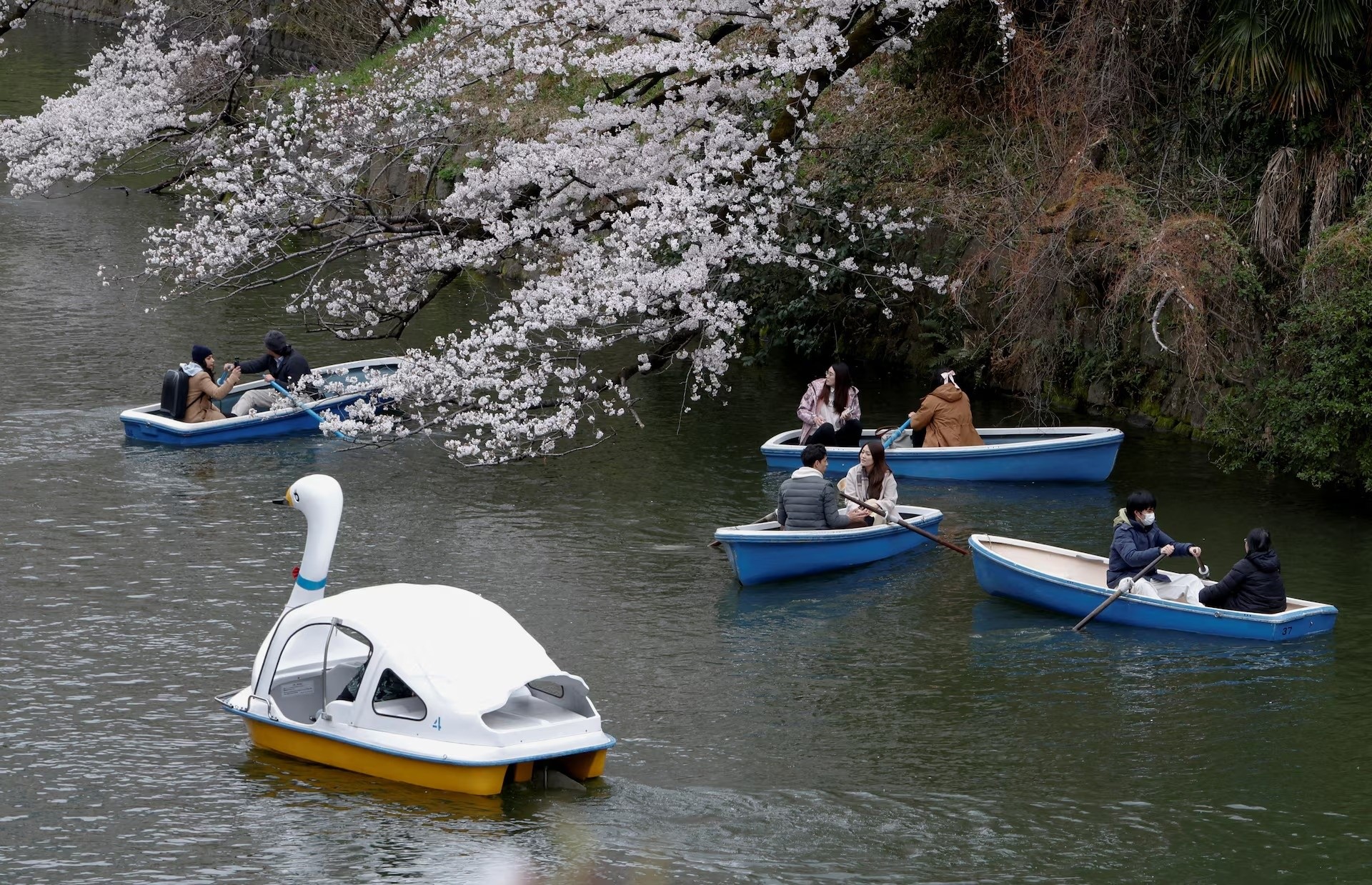 Du khách đi thuyền bên cạnh những bông hoa anh đào nở rộ tại công viên Chidorigafuchi ở Tokyo, Nhật Bản, ngày 31/3. Ảnh: Manami Yamada/Reuters.