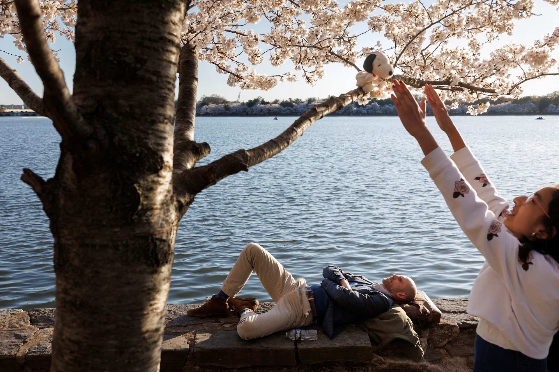 Du khách nằm nghỉ dưới tán cây hoa anh đào ở Tidal Basin ở Washington, ngày 27/3. Ảnh: Tom Brenner/Reuters.