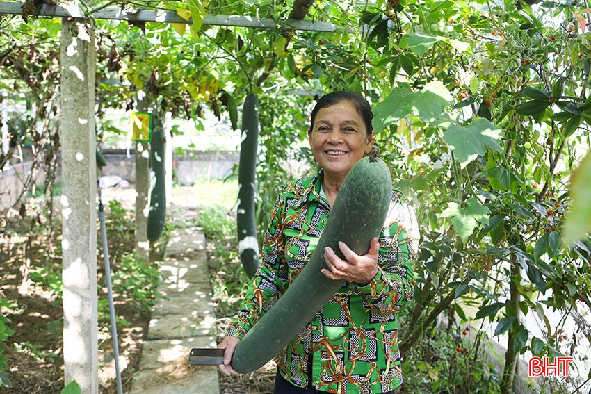 Bà Trần Thị Cường (ở thôn Lương Hội, Khánh Vĩnh Yên, Can Lộc) phấn khởi khi bí xanh trồng trong vườn mẫu được mùa, được giá. bqbht_br_a5.jpg