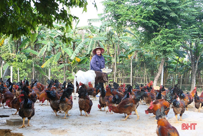 Đàn gà sắp đến kỳ xuất bán của gia đình anh Lê Hồng Vân (Thạch Châu, Thạch Hà). bqbht_br_a8.jpg
