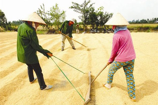Gạo Việt - đường nào đến “thương hiệu hàng đầu thế giới”? ảnh 1