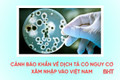 [Motion Graphics] Cảnh báo khẩn về dịch tả có nguy cơ xâm nhập Việt Nam