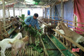 Sơn Tiến phát huy lợi thế chăn nuôi dê hàng hóa