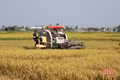 Gác lễ thu hoạch lúa xuân