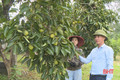 Nâng cao thu nhập từ trồng hồng vuông