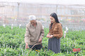 Ngắm vườn cúc vạn thọ "bén duyên" trên đất Cẩm Bình