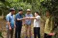 Bưởi Phúc Trạch đối mặt nguy cơ mất mùa