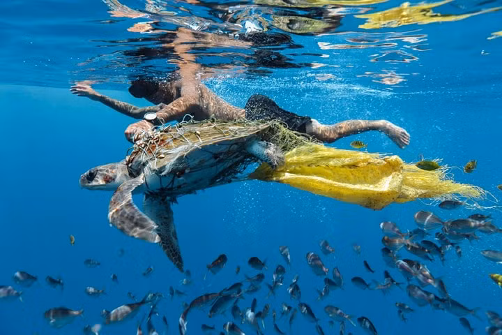 Những bức ảnh ấn tượng về môi trường đoạt giải thưởng Ciwem 2018