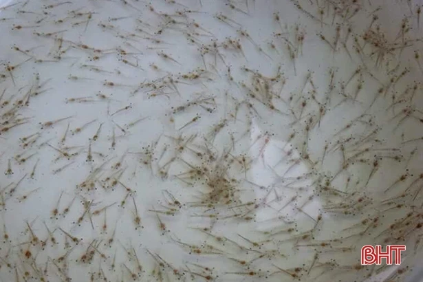 Nhập tôm bố mẹ từ Singapore, người nuôi Hà Tĩnh quyết giành thắng lợi lớn