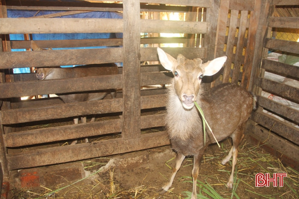 Xã nuôi hươu nhiều ở Hương Sơn đạt tổng đàn gần 3.000 con