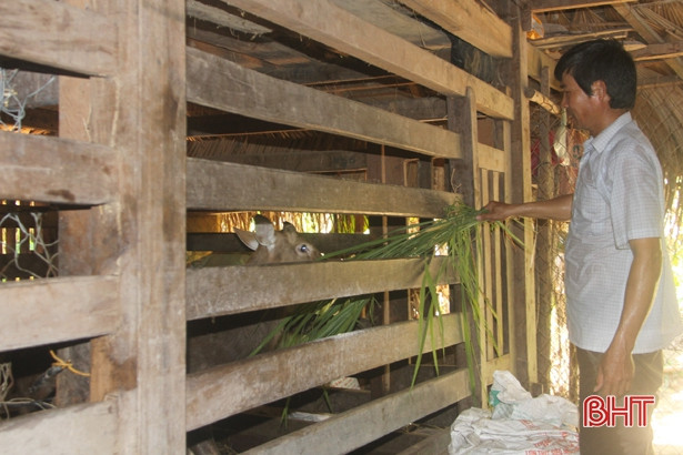 Xã nuôi hươu nhiều ở Hương Sơn đạt tổng đàn gần 3.000 con