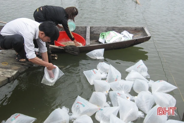 Nhập tôm bố mẹ từ Singapore, người nuôi Hà Tĩnh quyết giành thắng lợi lớn