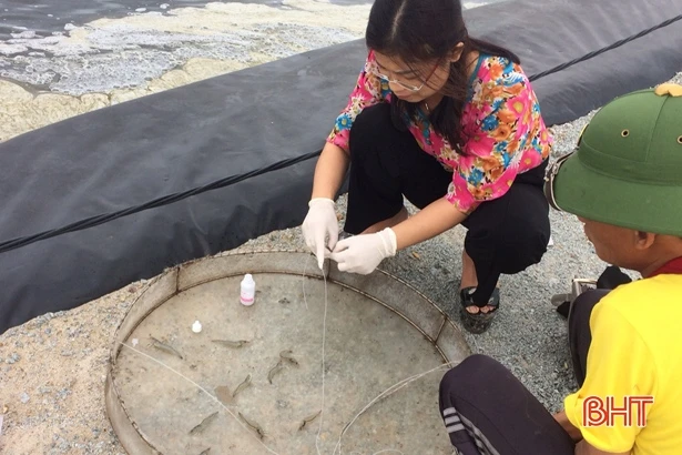 Nhập tôm bố mẹ từ Singapore, người nuôi Hà Tĩnh quyết giành thắng lợi lớn