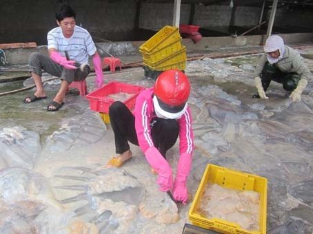 Tuy khai thác, chế biến sứa có giá trị kinh tế cao nhưng người làm sứa vẫn rụt rè chưa dám mạnh dạn đầu tư do tư thương ép giá.