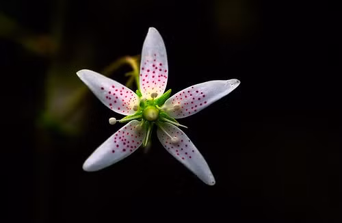 Ảnh: Phạm Duy Tuấn