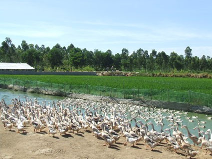 Phát triển kinh tế trang trại mang lại hiệu quả kinh tế cao cho người nông dân Can Lộc Phát triển kinh tế trang trại mang lại hiệu quả kinh tế cao cho người nông dân Can Lộc