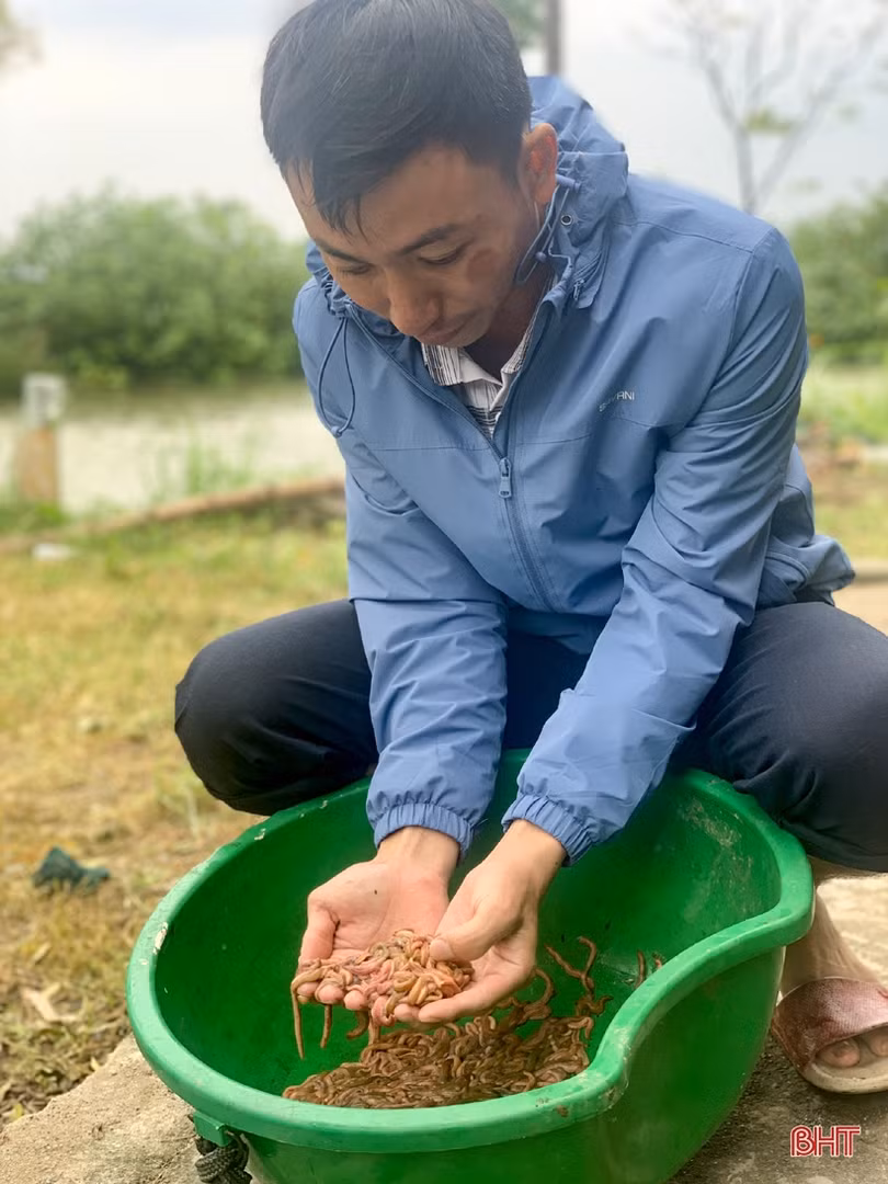 Thu nhập cao từ sản xuất lúa hữu cơ kết hợp nuôi rươi, nông dân huyện Kỳ Anh phấn khởi mở rộng diện tích