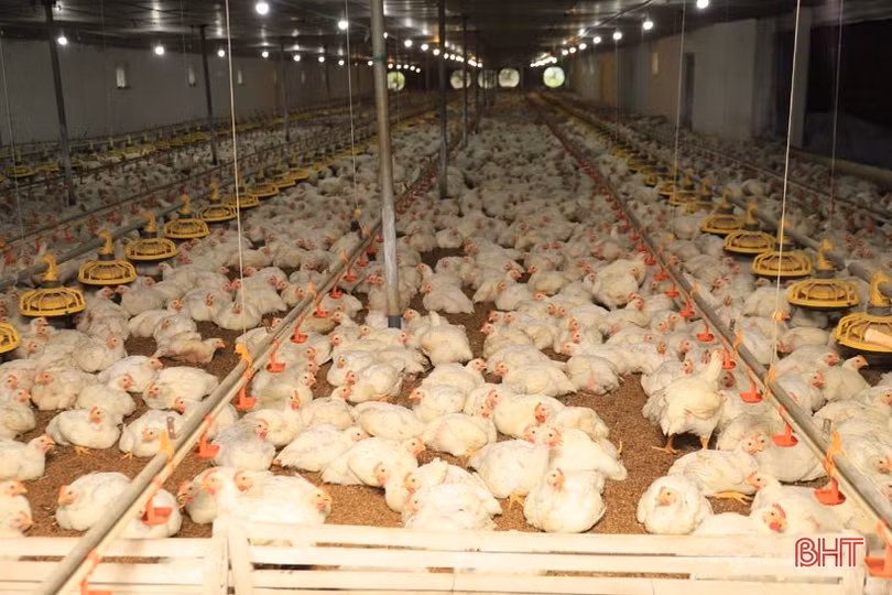 Trồng ổi, nuôi gà, lão nông ở Hương Sơn thu trên 400 triệu đồng/năm