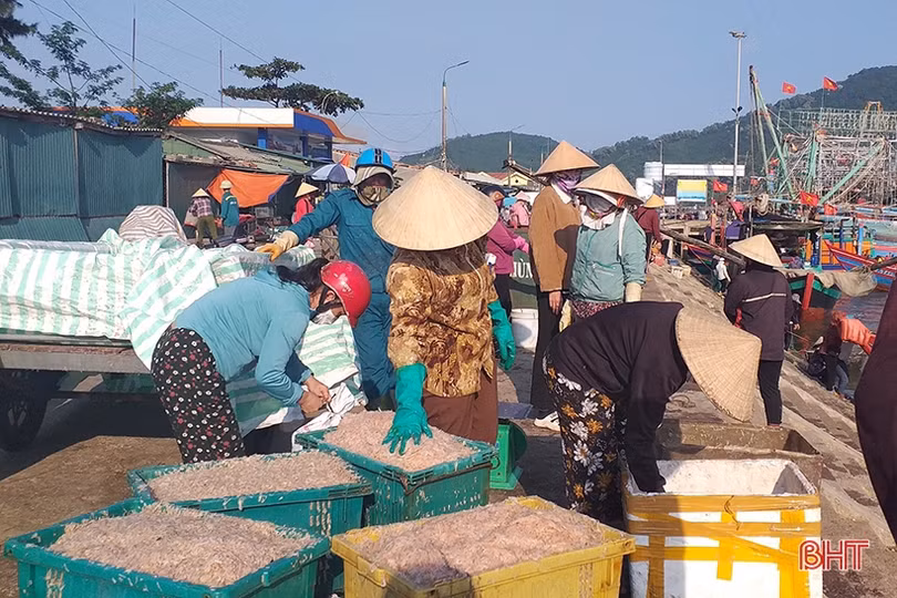 Ngư dân Hà Tĩnh trúng đậm “lộc” biển những ngày đầu vụ cá Bắc