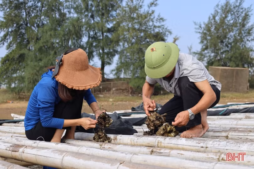 Nuôi hàu sữa Thái Bình Dương, cơ hội làm giàu cho nông dân Cẩm Xuyên