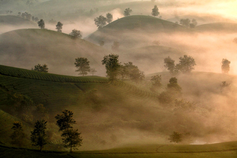 Lạc bước chốn tiên cảnh tuyệt đẹp tại đồi chè Long Cốc