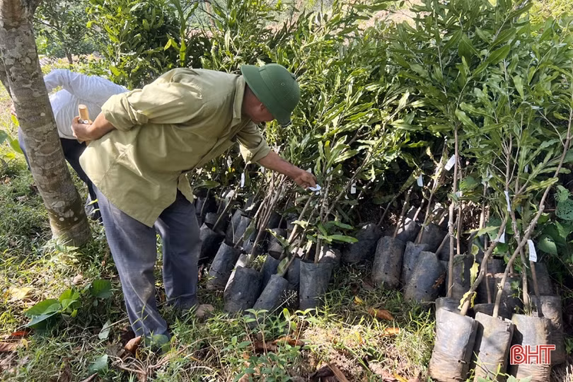 Nhân rộng 25 ha cây mắc ca trên địa bàn Vũ Quang