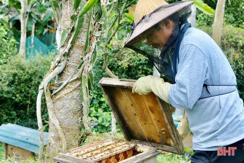 “Chắp cánh” cho mật ong Vũ Quang bay xa