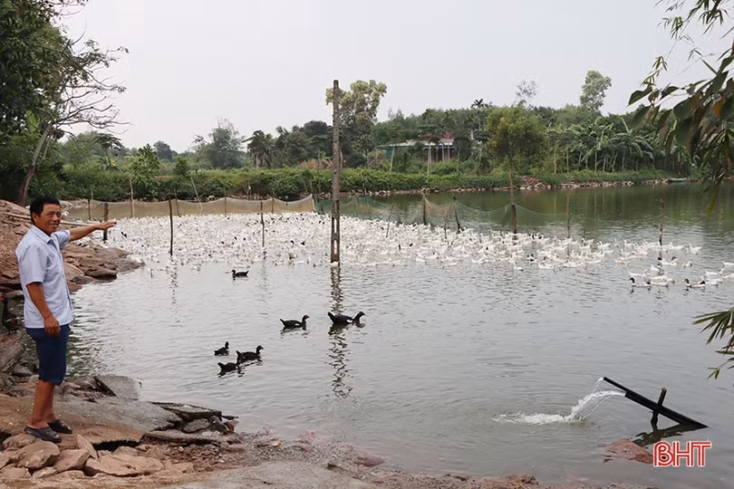 Xây dựng thương hiệu OCOP cho trứng vịt lộn ở Cẩm Xuyên