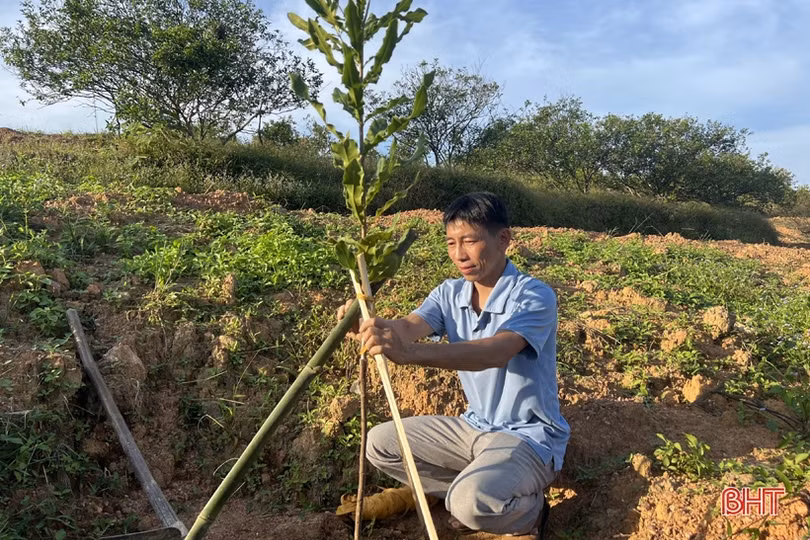 Nhân rộng 25 ha cây mắc ca trên địa bàn Vũ Quang