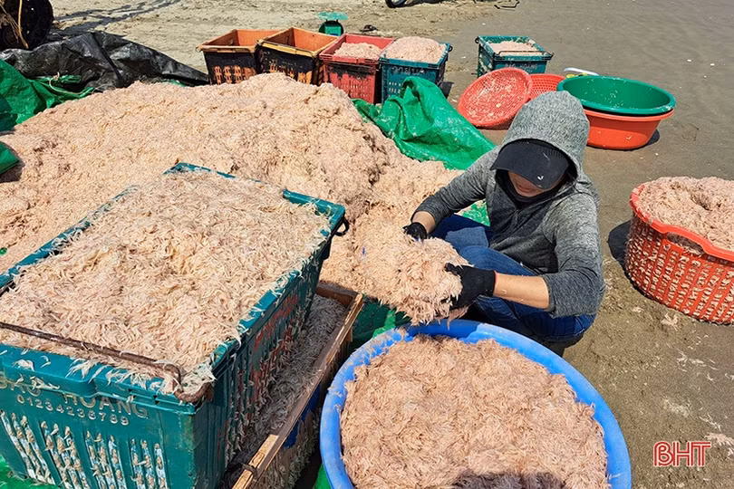 Ngư dân Hà Tĩnh trúng đậm “lộc” biển những ngày đầu vụ cá Bắc