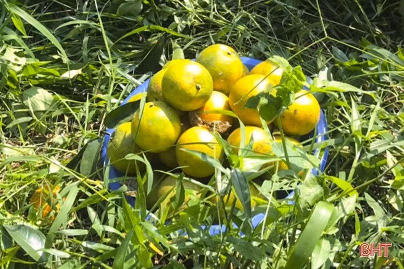 Cam đầu vụ giá cao, người trồng ở Can Lộc vẫn chưa vội bán 