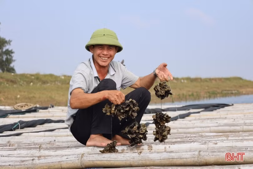 Nuôi hàu sữa Thái Bình Dương, cơ hội làm giàu cho nông dân Cẩm Xuyên