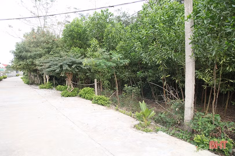 Bờ sông Đập Đình sạt lở, hàng trăm hộ dân ở Trung Lộc lo lắng