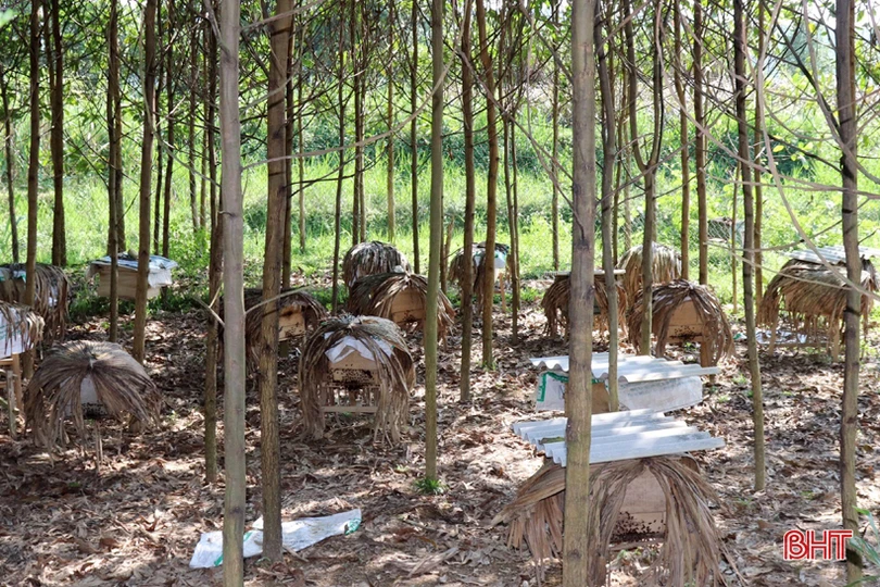 “Chắp cánh” cho mật ong Vũ Quang bay xa