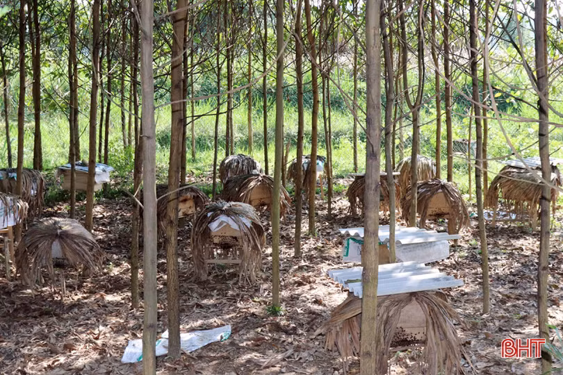 “Chắp cánh” cho mật ong Vũ Quang bay xa