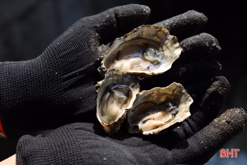 Nuôi hàu sữa Thái Bình Dương, cơ hội làm giàu cho nông dân Cẩm Xuyên