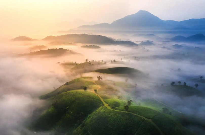 Lạc bước chốn tiên cảnh tuyệt đẹp tại đồi chè Long Cốc