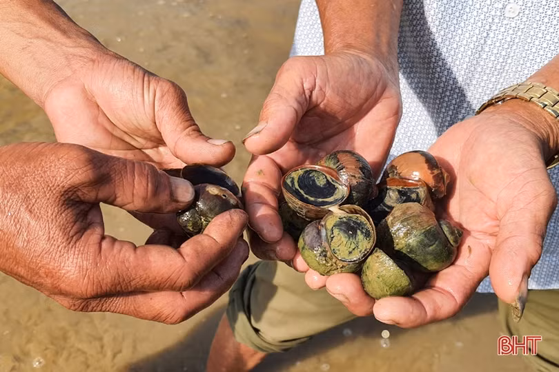Thu nhập cao từ sản xuất lúa hữu cơ kết hợp nuôi rươi, nông dân huyện Kỳ Anh phấn khởi mở rộng diện tích