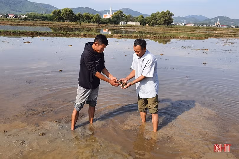 Thu nhập cao từ sản xuất lúa hữu cơ kết hợp nuôi rươi, nông dân huyện Kỳ Anh phấn khởi mở rộng diện tích