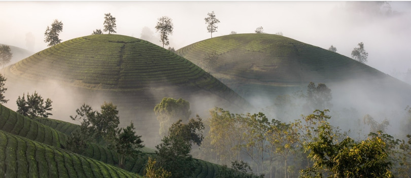 Lạc bước chốn tiên cảnh tuyệt đẹp tại đồi chè Long Cốc