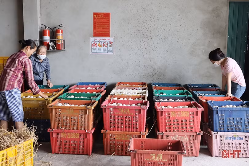 Xây dựng thương hiệu OCOP cho trứng vịt lộn ở Cẩm Xuyên
