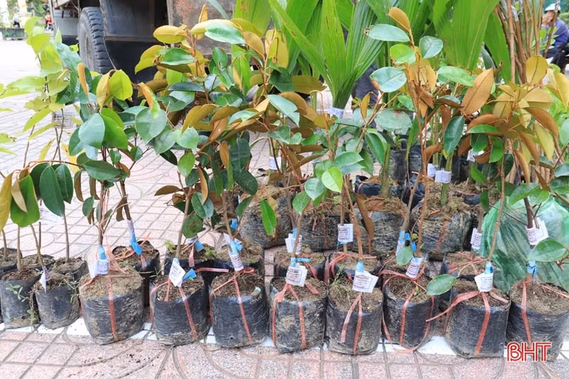 Trao 3.297 cây ăn quả cho hộ nghèo, cận nghèo ở Hương Sơn