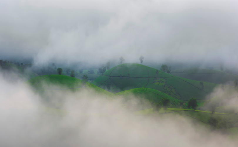 Lạc bước chốn tiên cảnh tuyệt đẹp tại đồi chè Long Cốc