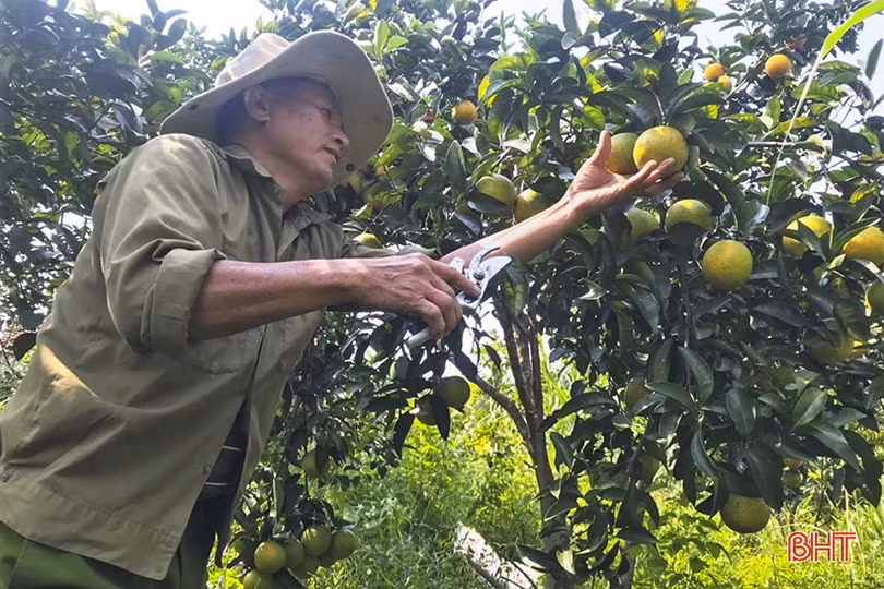 Cam đầu vụ giá cao, người trồng ở Can Lộc vẫn chưa vội bán 