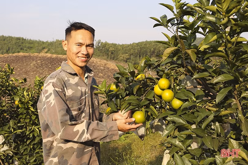 Cam đầu vụ giá cao, người trồng ở Can Lộc vẫn chưa vội bán 