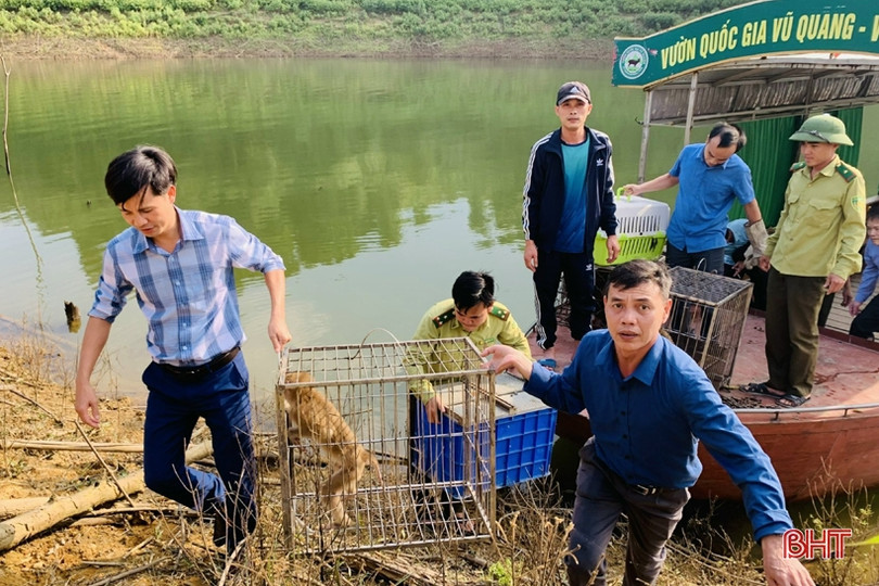 Hà Tĩnh: Tái thả 13 cá thể động vật hoang dã về môi trường tự nhiên