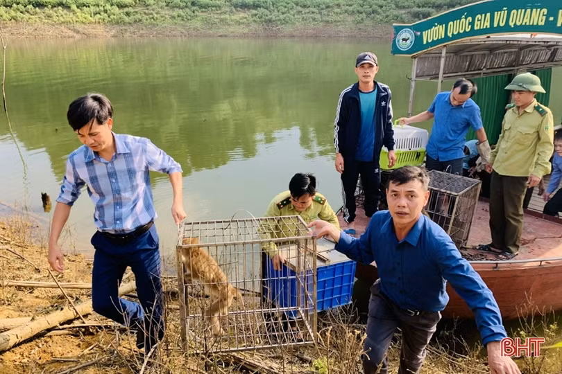 Hà Tĩnh: Tái thả 13 cá thể động vật hoang dã về môi trường tự nhiên