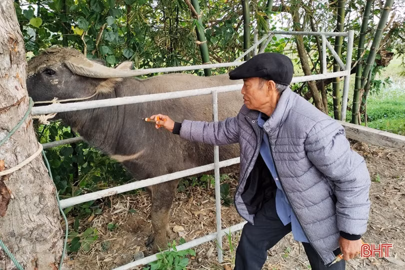 Lộc Hà gấp rút tiêm phòng dịch bảo vệ đàn gia súc, gia cầm